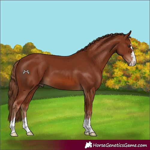 Horse Color:Chestnut 