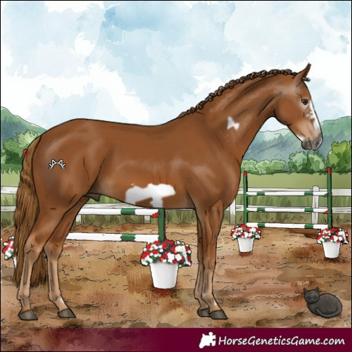 Horse Color:Gray Chestnut Frame 