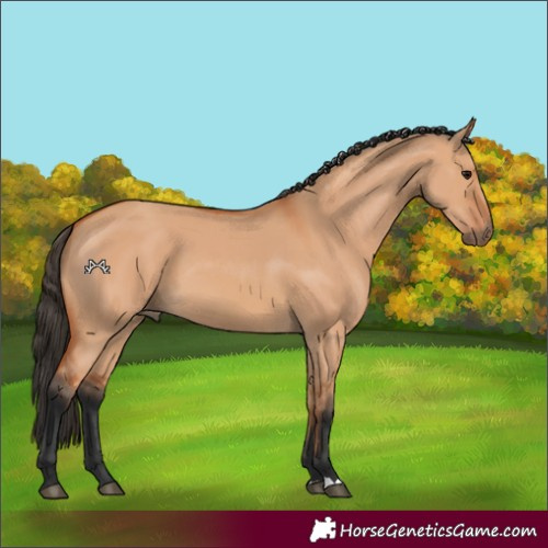 Horse Color:Bay Dun 