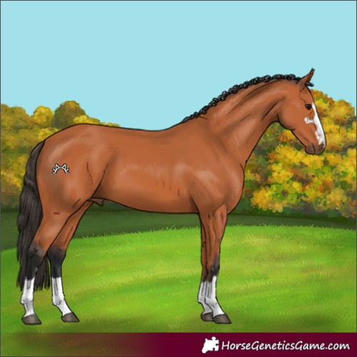 Horse Color:Bay 