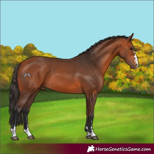 Horse Color:Bay 