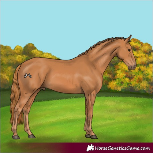 Horse Color:Chestnut 