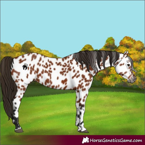 Horse Color:Gray Bay Appaloosa