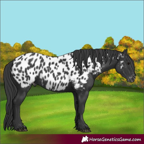 Horse Color:Black Near Leopard 