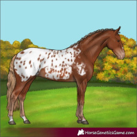 Horse Color:Chestnut Appaloosa