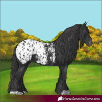 Horse Color:Black Appaloosa 
