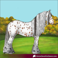 Horse Color:Bay Appaloosa 