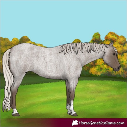 Horse Color:Silver Blue Roan Tobiano 