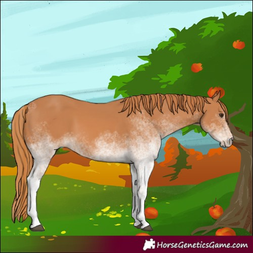 Horse Color:White Spotted Chestnut 