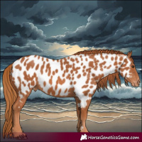 Horse Color:Chestnut Near Leopard 