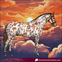 Horse Color:Bay Appaloosa 