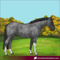 Horse Color:Blue Roan Tobiano