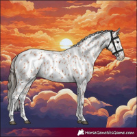 Horse Color:Bay Appaloosa 