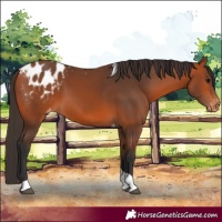 Horse Color:Bay Tobiano Appaloosa 