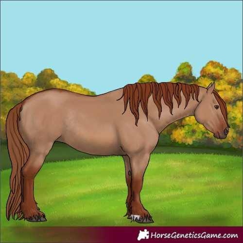 Horse Color:Red Dun Rabicano
