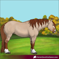 Horse Color:Red Dun Rabicano