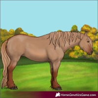 Horse Color:Red Dun Rabicano