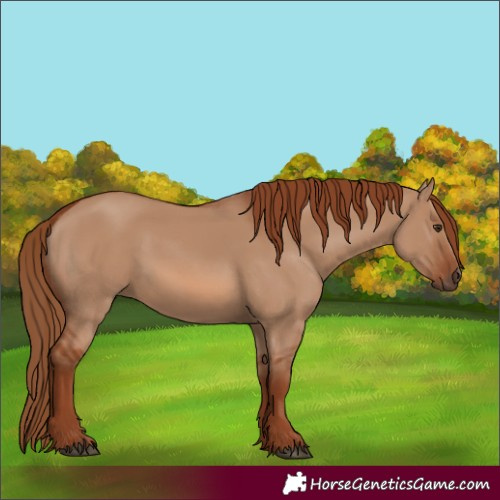 Horse Color:Red Dun Rabicano