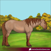Horse Color:Red Dun Rabicano