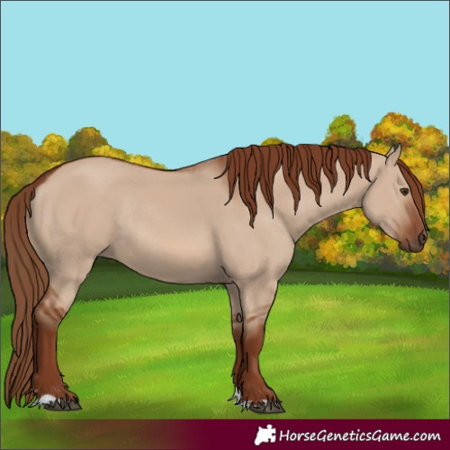 Horse Color:Red Dun Rabicano 