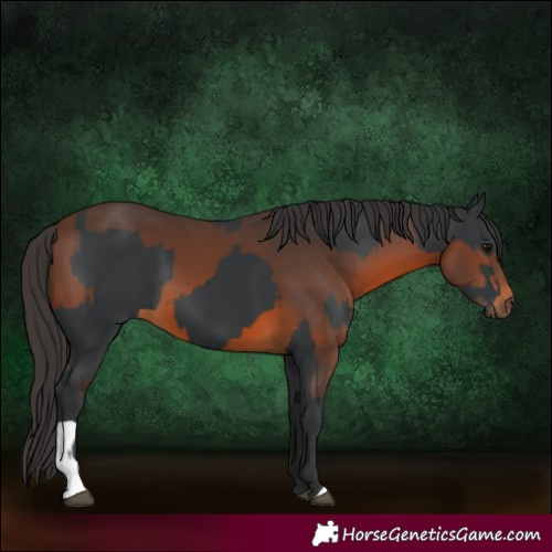 Horse Color:Black  and Brown 