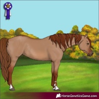 Horse Color:Red Dun Rabicano