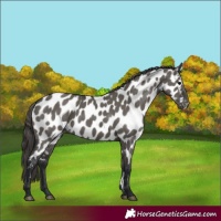 Horse Color:Grullo Appaloosa 