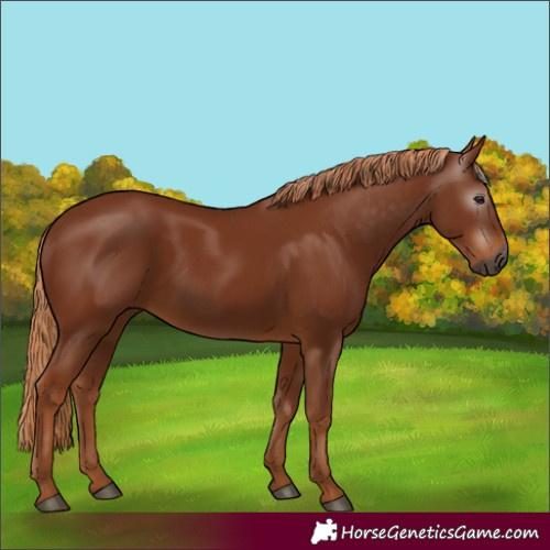 Horse Color:Gray Chestnut 