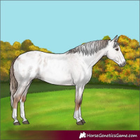 Horse Color:Gray Red Roan Splash Appaloosa 