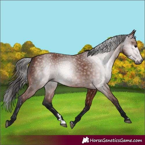 Horse Color:Gray Bay 