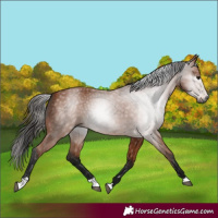 Horse Color:Gray Bay 