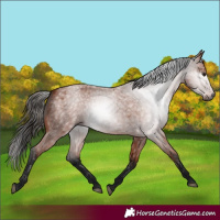 Horse Color:Gray Bay Roan