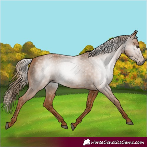 Horse Color:Gray Chestnut