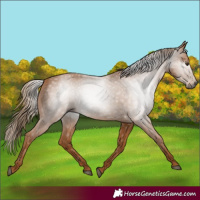 Horse Color:Gray Chestnut 