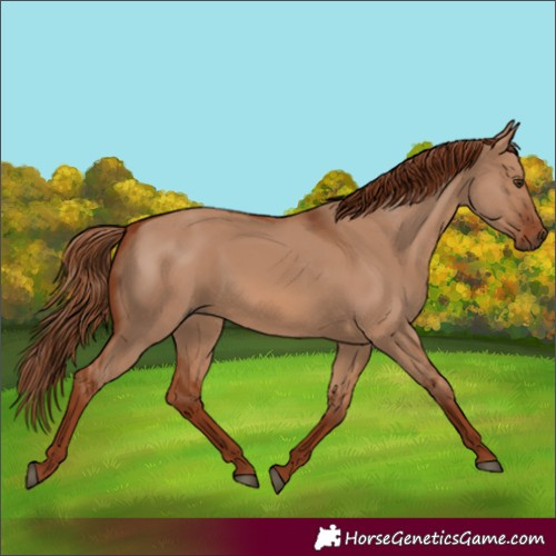 Horse Color:Red Dun Rabicano 