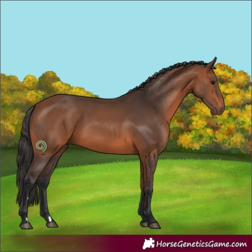 Horse Color:Bay 