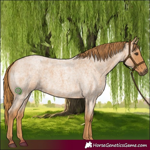 Horse Color:Red Roan 