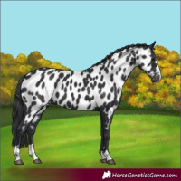 Horse Color:Black Near Leopard 