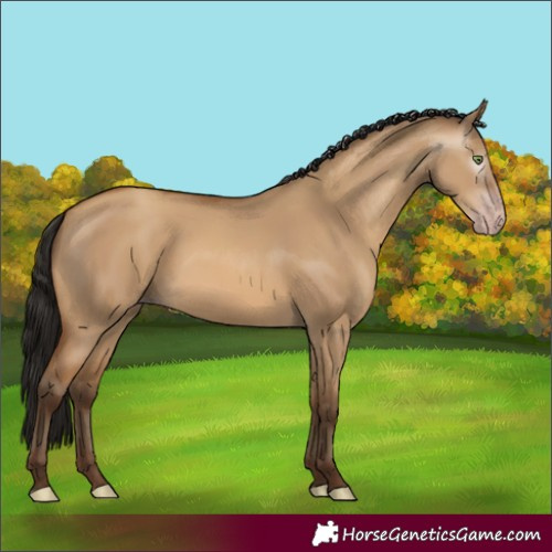 Horse Color:Gray Amber Champagne Dun 