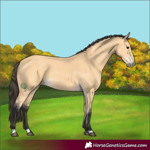 Horse Color:Buckskin 
