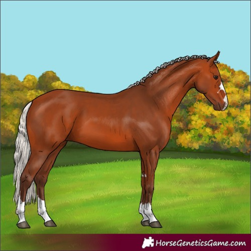 Horse Color:Silver Bay 