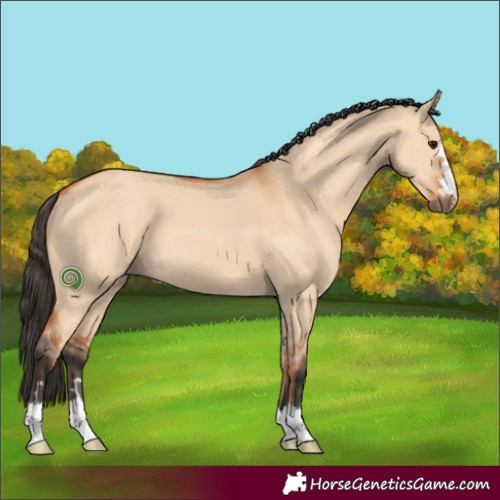 Horse Color:Bay Dun