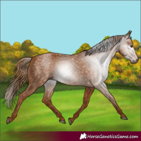 Horse Color:Gray Chestnut 