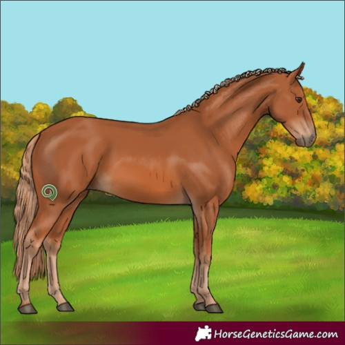Horse Color:Chestnut 