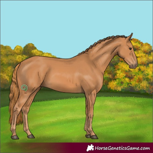 Horse Color:Chestnut 