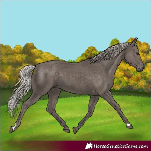 Horse Color:Silver Black 