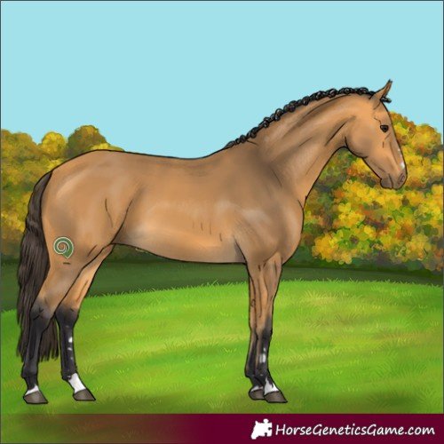 Horse Color:Buckskin 