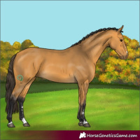 Horse Color:Buckskin 