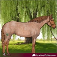 Horse Color:Red Roan 