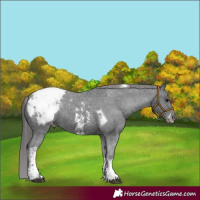 Horse Color:Black Sabino Tobiano Appaloosa 